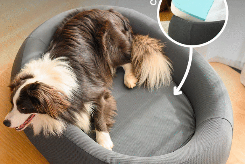 Should You Choose a Luxury or Budget Dog Bed for Better Value? 