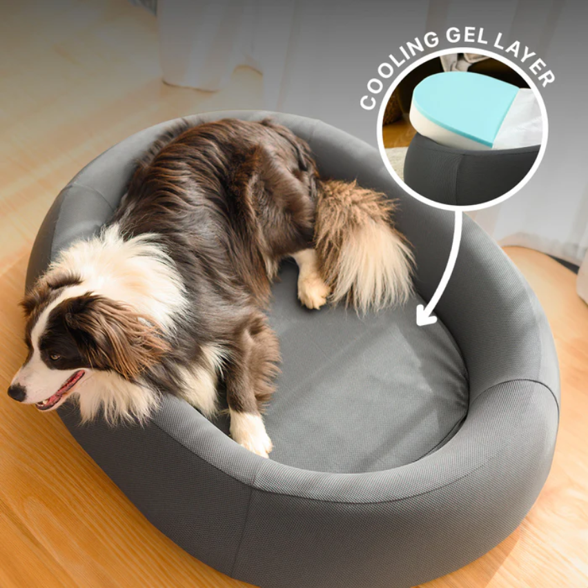 Should You Choose a Luxury or Budget Dog Bed for Better Value? 